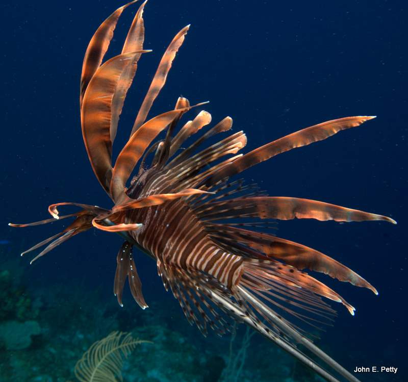 Speared Lionfish IMG_5130.CR2.jpg