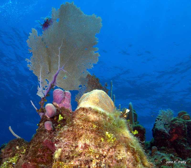 Common Sea Fan IMG_5087.jpg