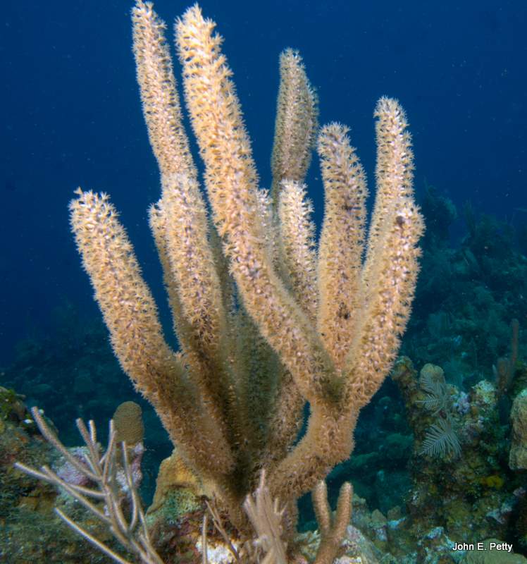 Swollen-Knob Candelabrum IMG_5197.CR2.jpg