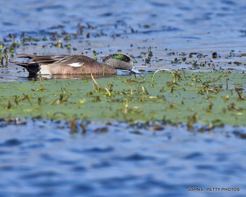 Wigeon Drake feeding IMG_0276-1.jpg