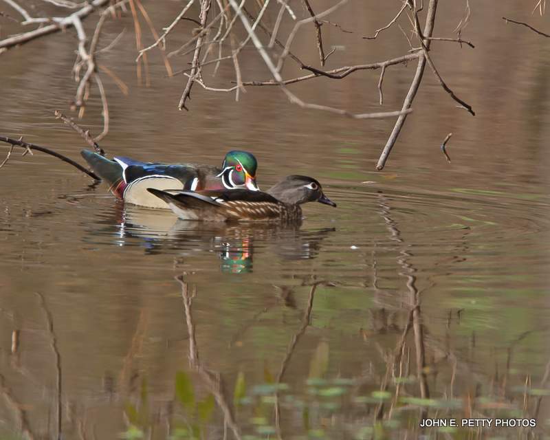 Woody couple IMG_0241-1.jpg