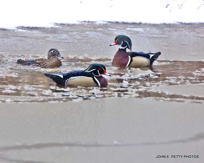 Icey wood ducks IMG_0005.jpg