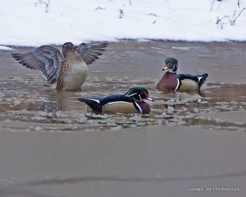 Snow day woodies IMG_0007.jpg