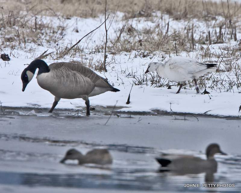 Snow Goose and Canadian IMG_0122.jpg