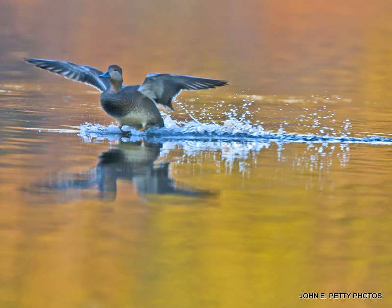 Gadwall touchdown 110213_0041.jpg