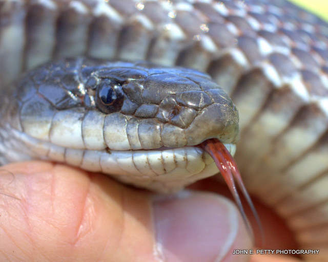 Rat Snake  110507_4981.jpg