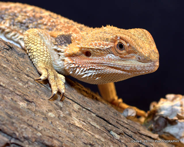 Bearded Dragon  110507_5024.jpg