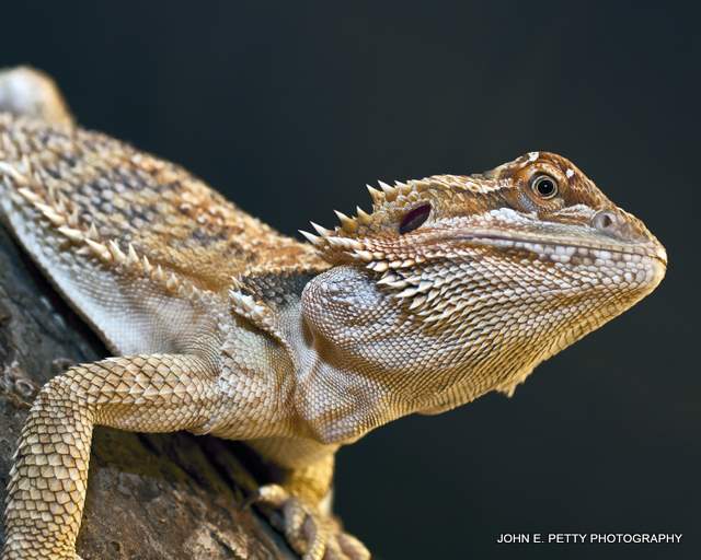 Bearded Dragon  110507_5054.jpg