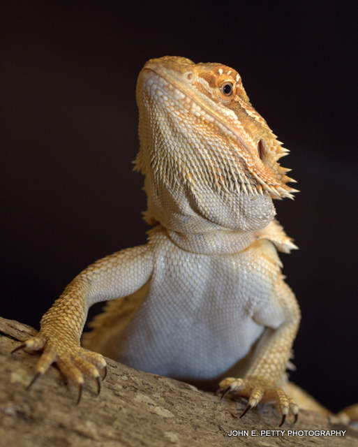 Bearded Dragon 110507_5037.jpg