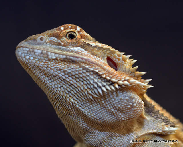 Bearded Dragon 110507_5059.jpg