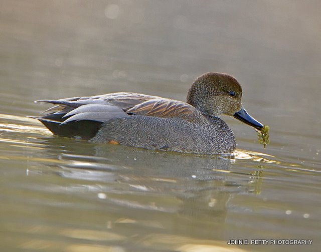 Gadwall IMG_0577.jpg