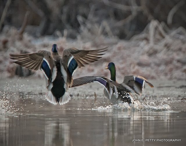 Mallard Landing IMG_0582.jpg