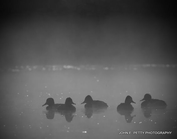 Early morning fog IMG_0023.jpg