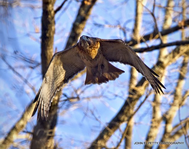 Flying  IMG_0570.jpg
