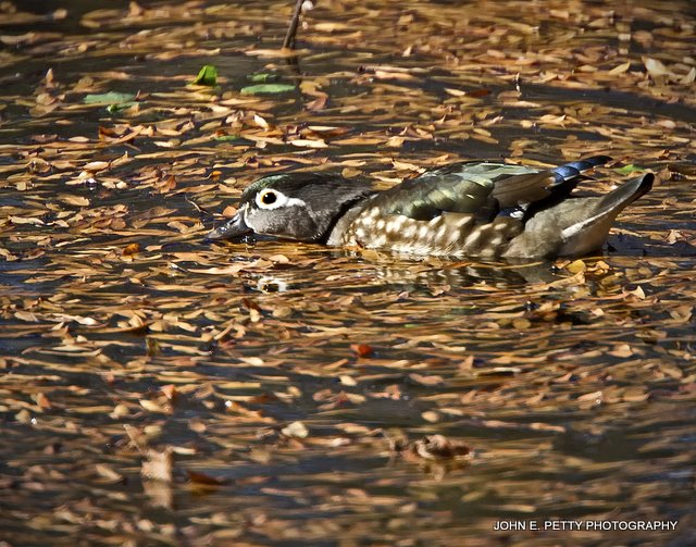 Wood Hen IMG_0797.jpg