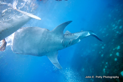 Whale Shark and foot IMG_9903.jpg