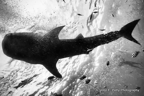 Shark Up Above _IMG_9867.jpg