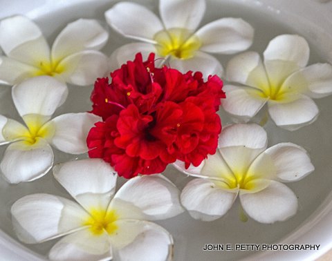 Bowl of Scent_MG_7594.jpg