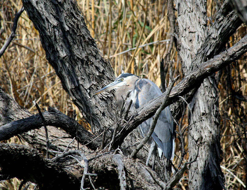 Great Blue Heron