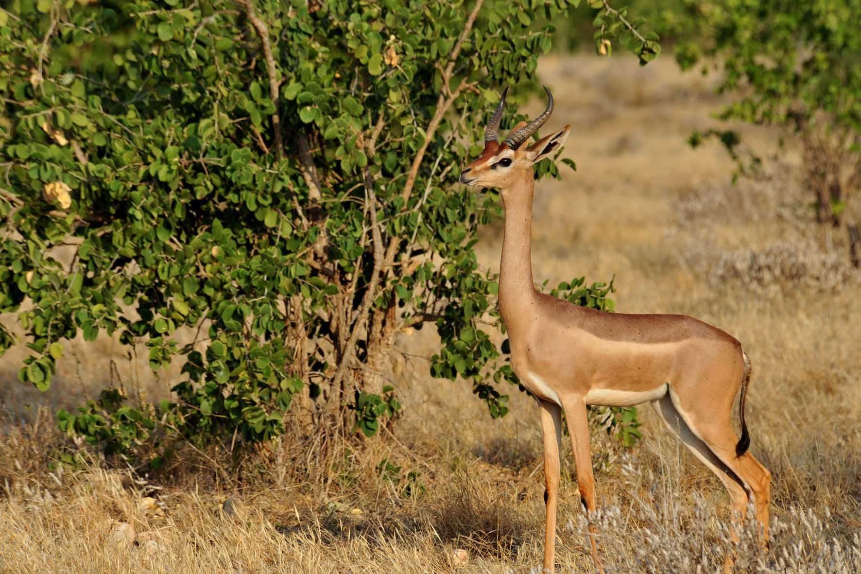 Gazelle girafe / Gerenuk