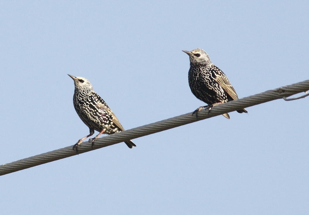 Starling