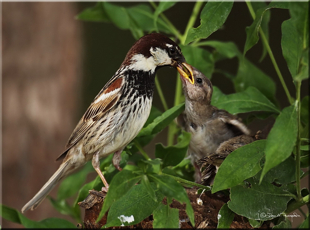 Spanish Sparrow