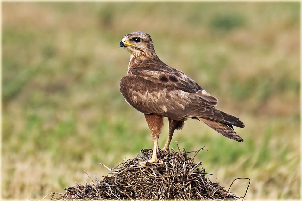 Long Legged Buzzard