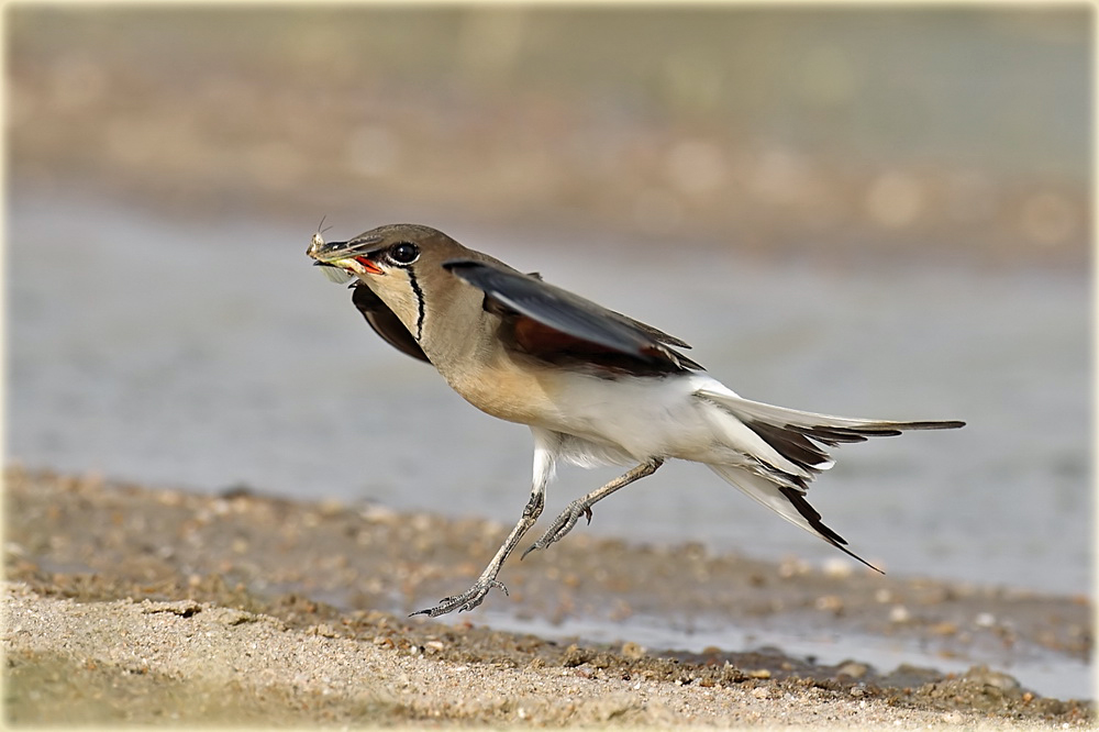 Collard Pratincole