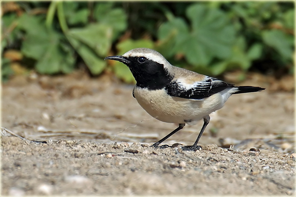 AS0F6955 Desert Wheatear_resize.jpg