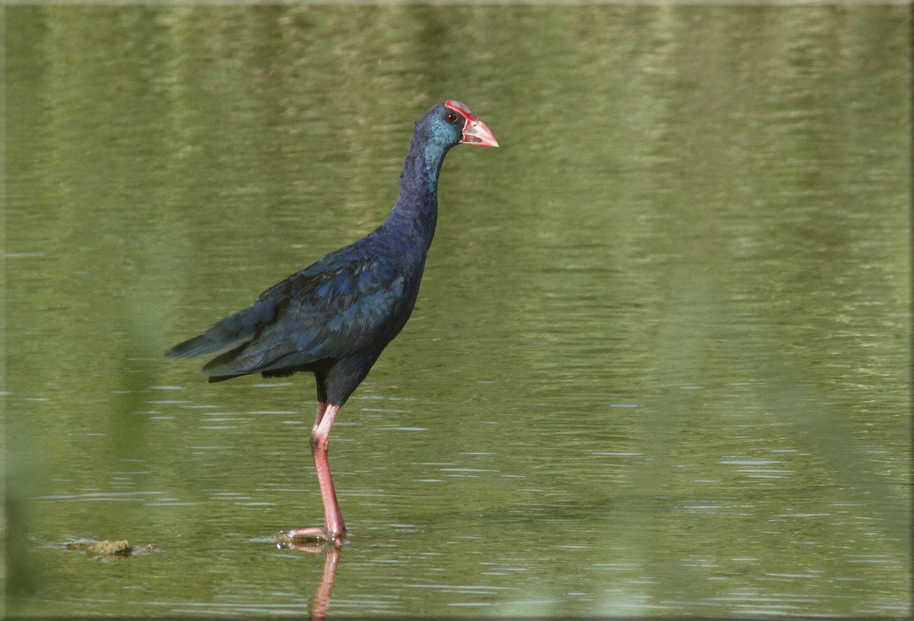 Purple Gallinule