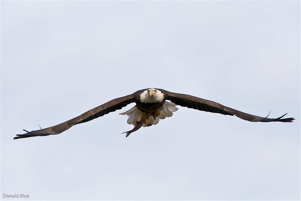 8-22-10 eagle 2.jpg