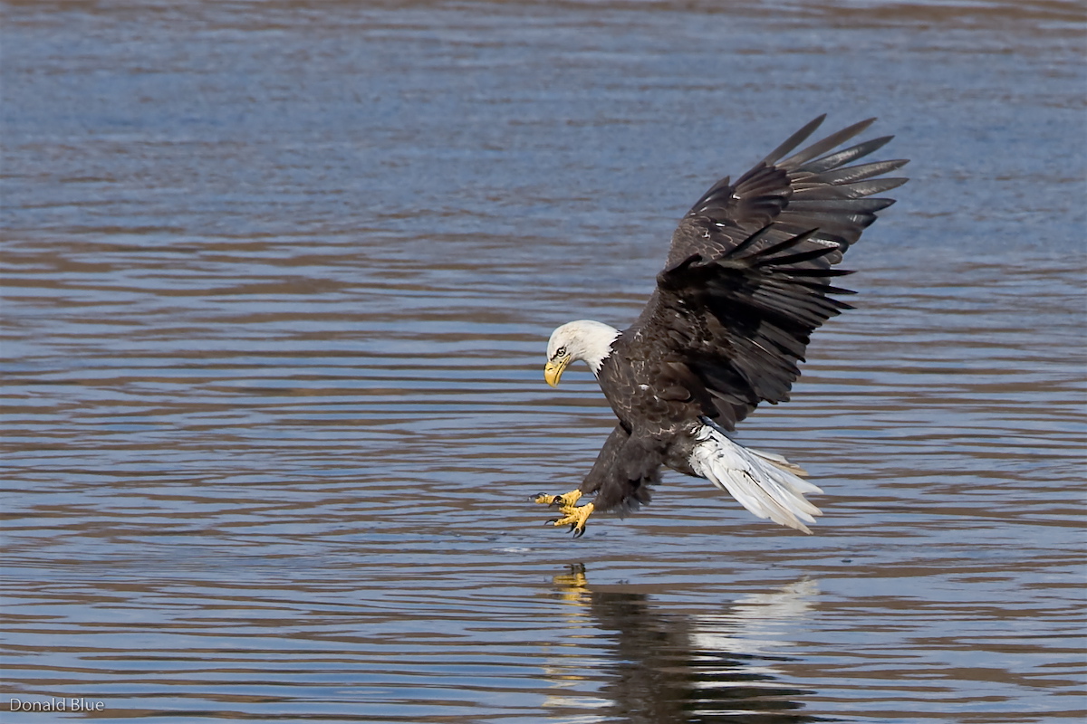 8-22-10 eagle 3.jpg