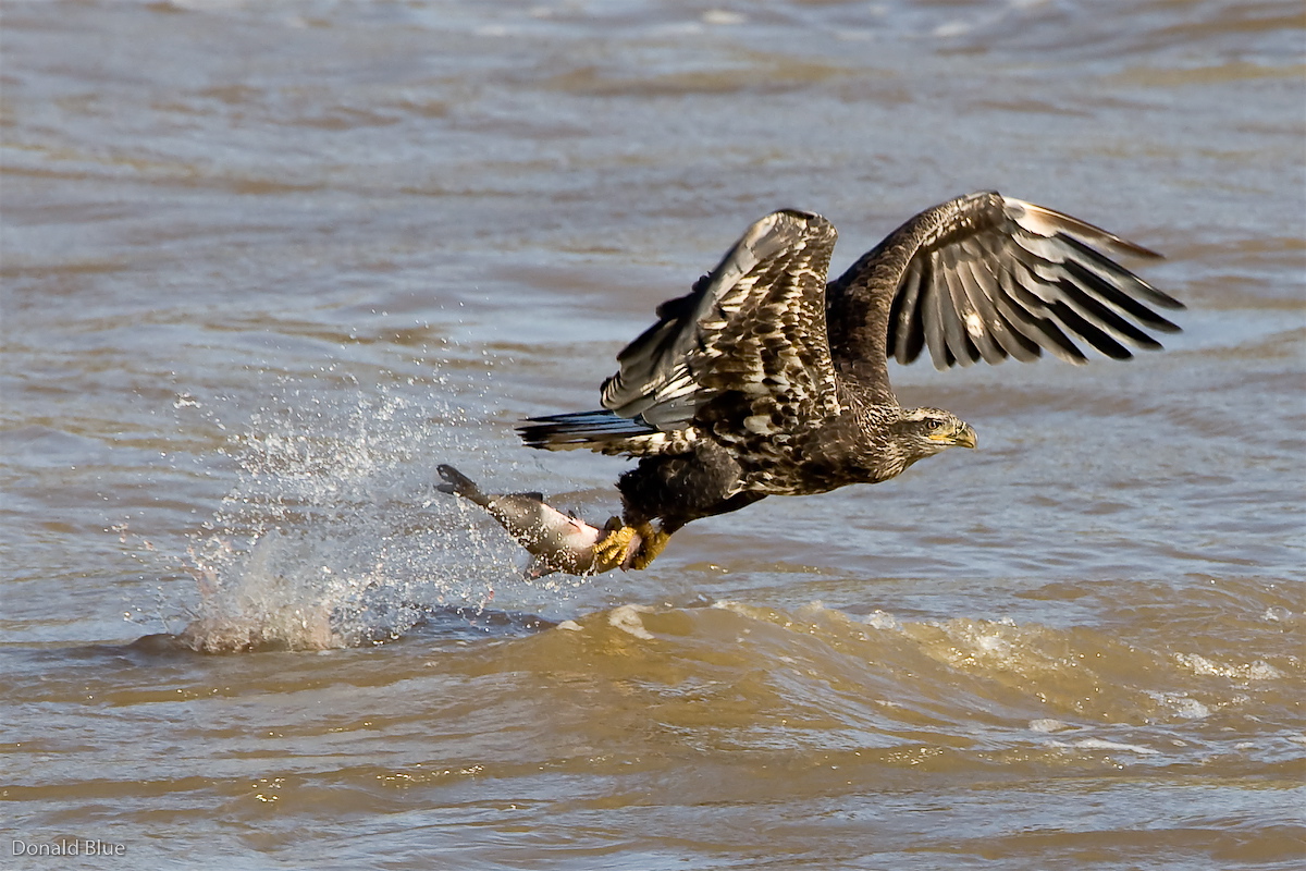 8-22-10 eagle 6.jpg