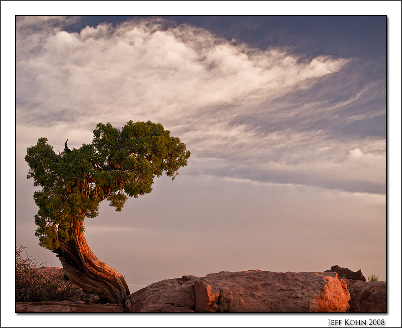 Juniper Tree and Clouds