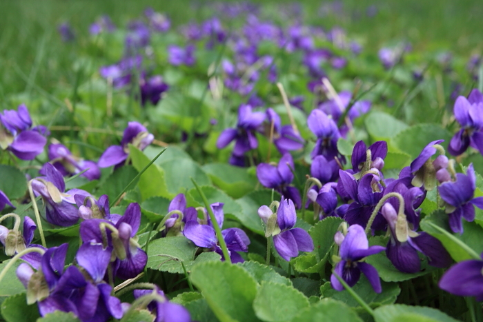 Violets