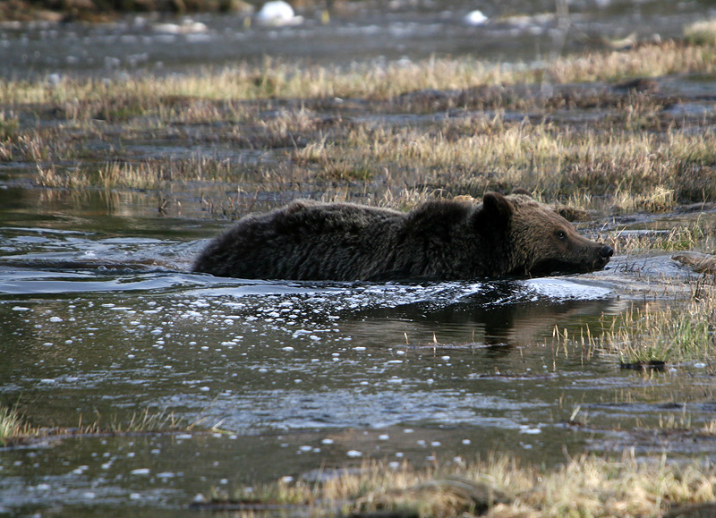 Grizzly