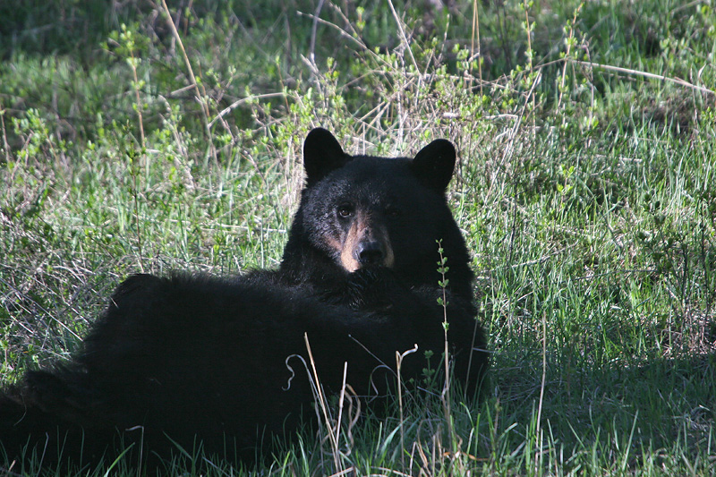 Black Bear