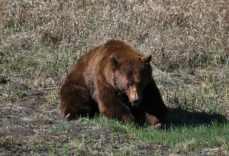 Cinnamon colored Black Bear
