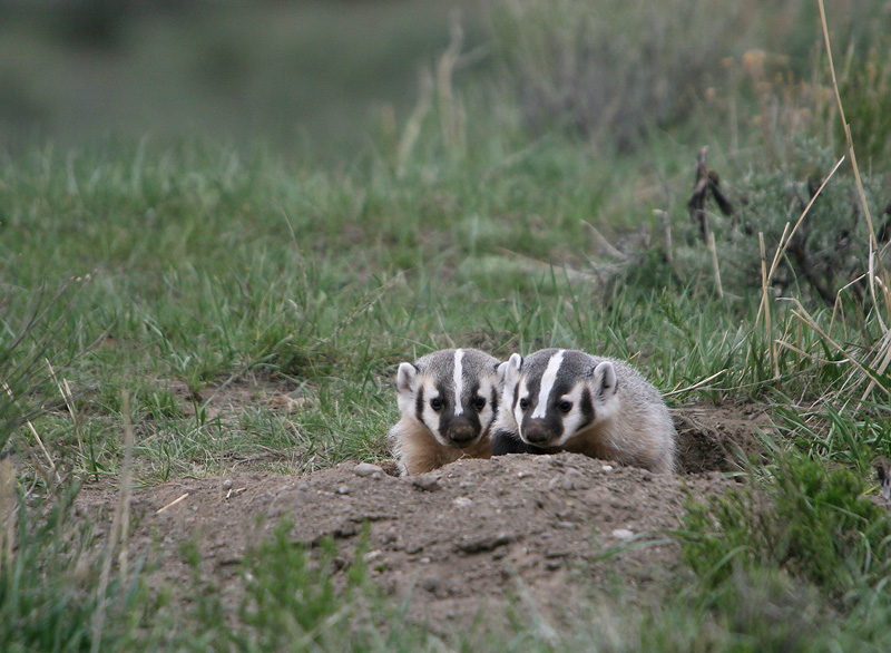 Badger kits