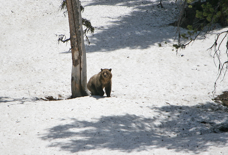 Grizzly
