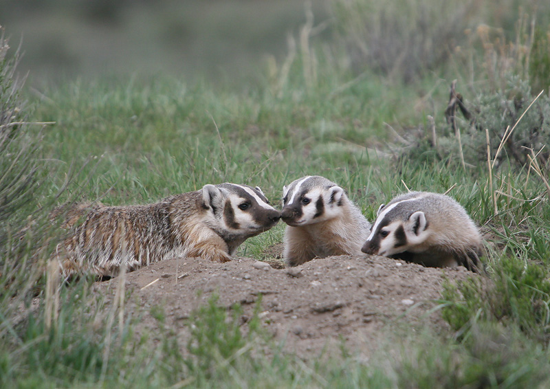 Badger mom & kits