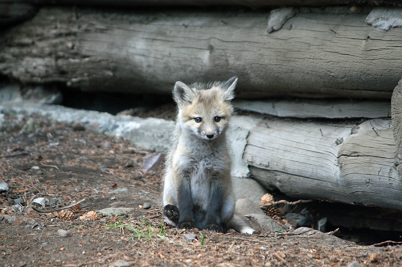 Fox kit