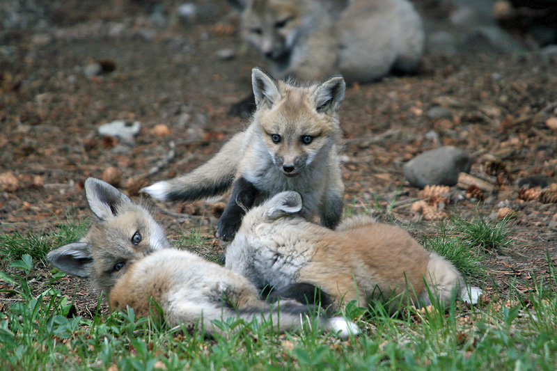 Fox kits