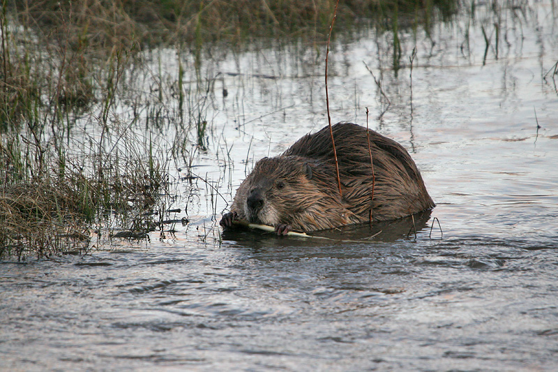 Beaver