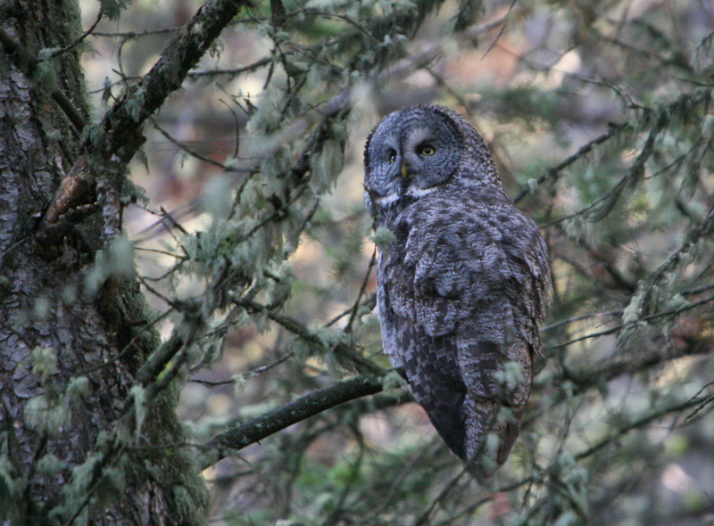Great Gray Owl