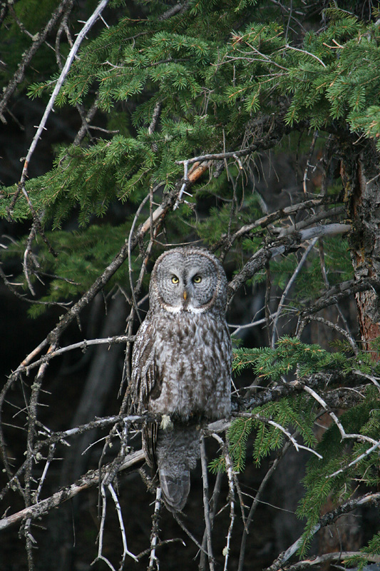 Great Gray Owl