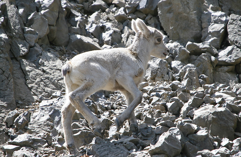 Bighorn lamb