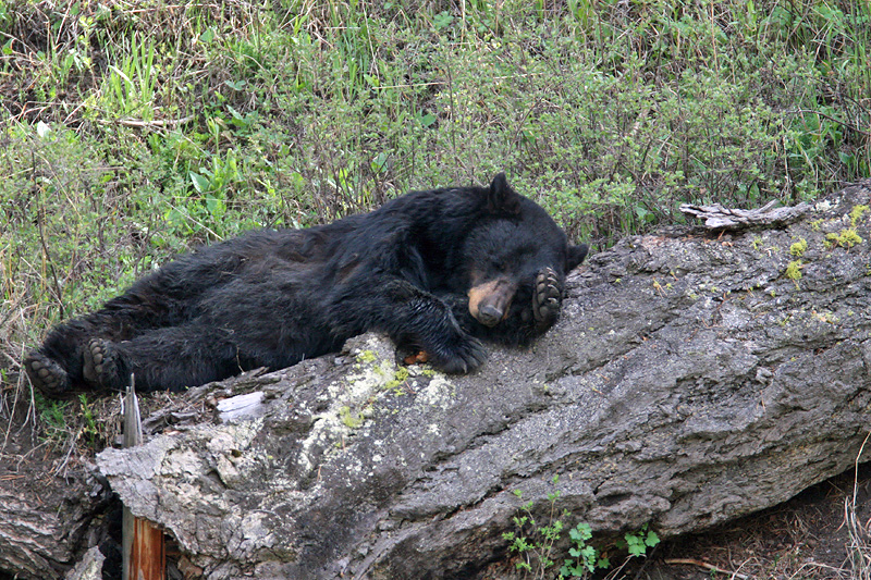 Black Bear