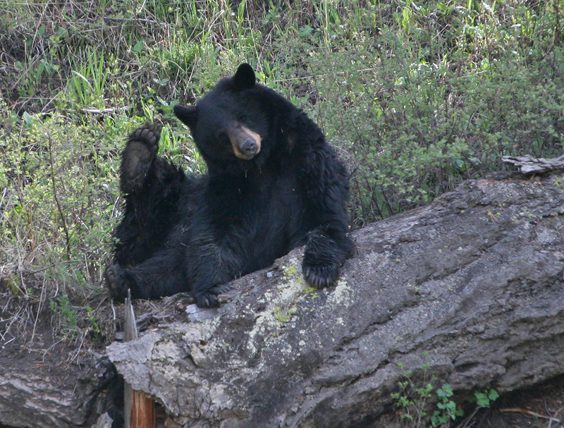Black Bear