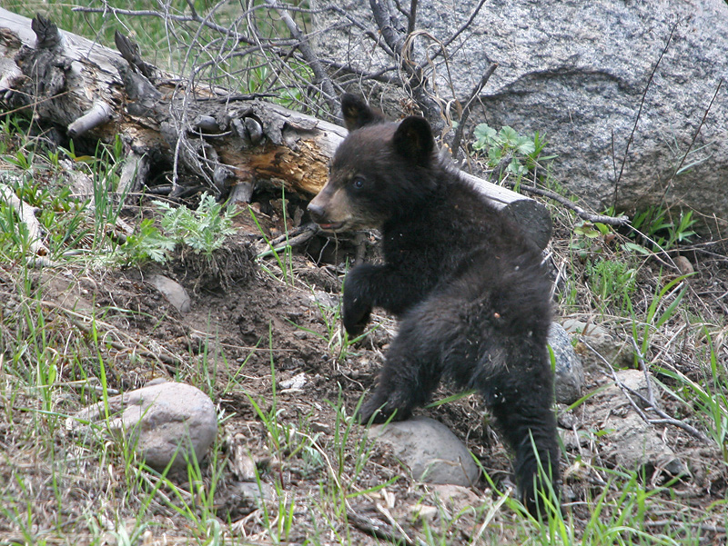 Black Bear cub
